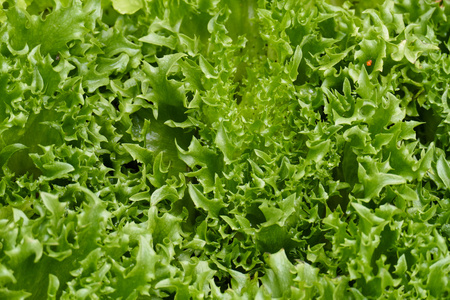 在农业农场种植的褶边冰山生菜蔬菜