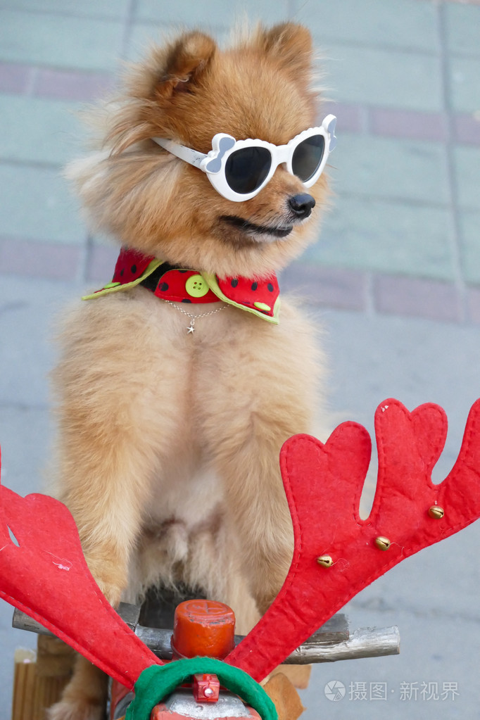 头孢拉尼亚棕色狗戴眼镜坐在三轮车上