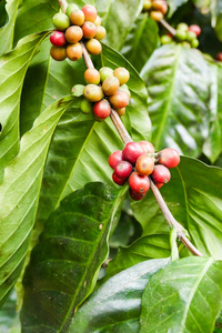 农业农场种植的咖啡水果