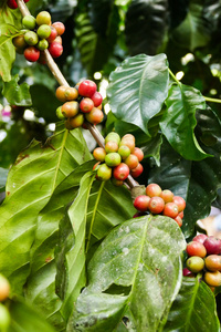 农业农场种植的咖啡水果