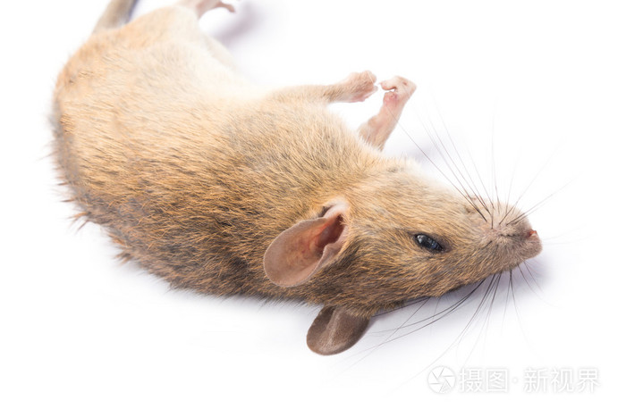 死老鼠在白色背景上的分离