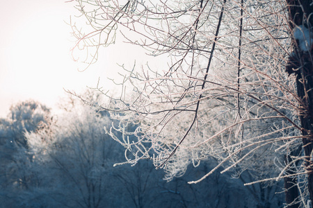 美丽的树枝在霜冻的冬天在一个模糊的背景太阳