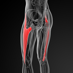 阔筋膜张肌的医学插图