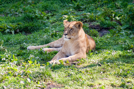母狮在阳光下休息