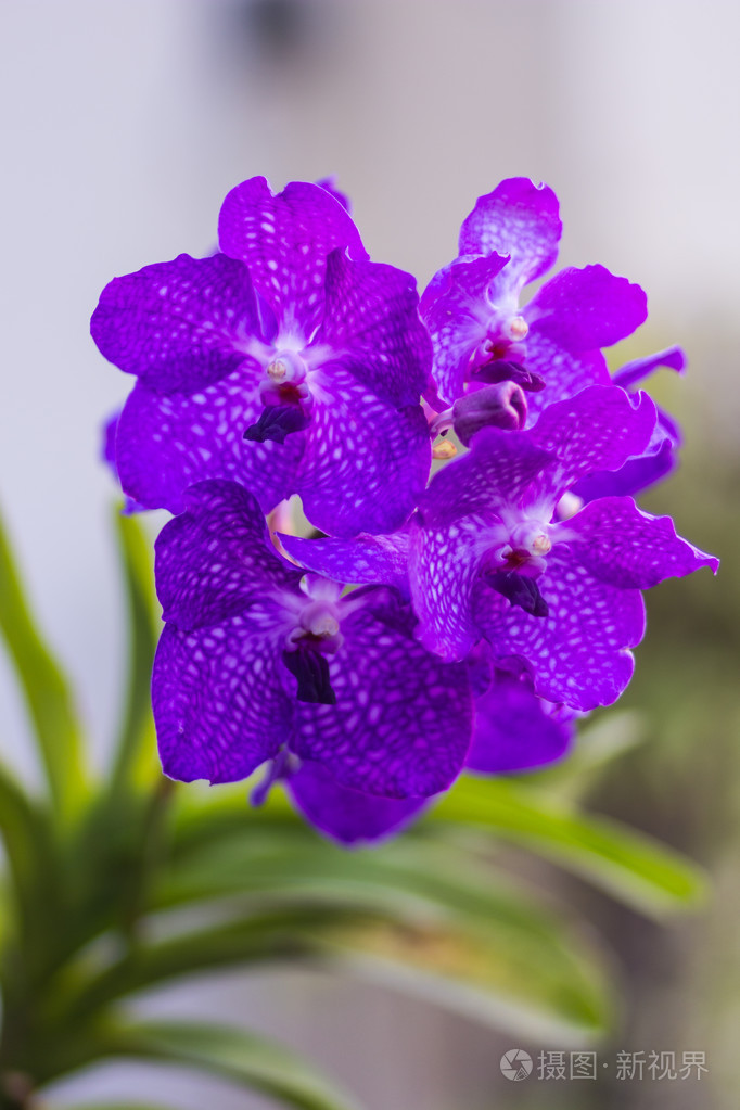 紫兰花的样子图片