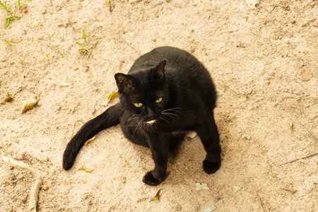 黑猫与黄色眼睛