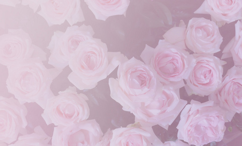 盛开的玫瑰花束彩色滤镜和软焦点