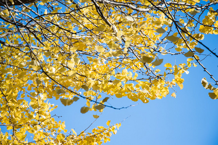 银杏树上明亮的黄色叶子