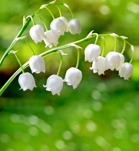 春天的风景。花百合的山谷