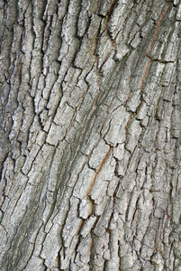 木材 历史 保护 橡树 自然 坚固耐用 风化 材料 肤质