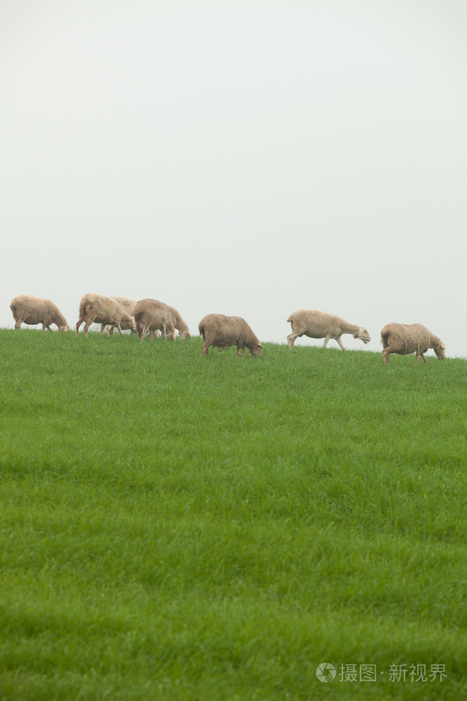 在一片绿色的草地上放牧绵羊