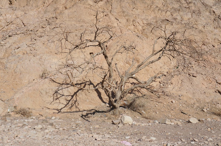 Wadi Shahamon 附近埃拉特，干相思树