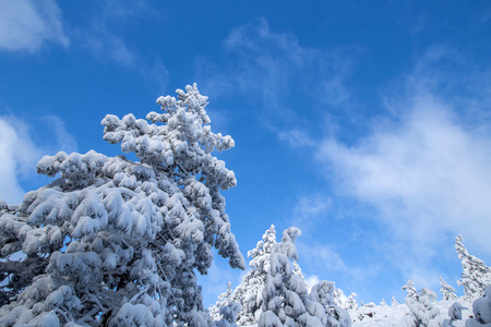 雪下的树木