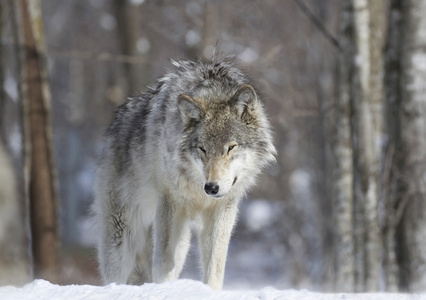 灰太狼在冬季