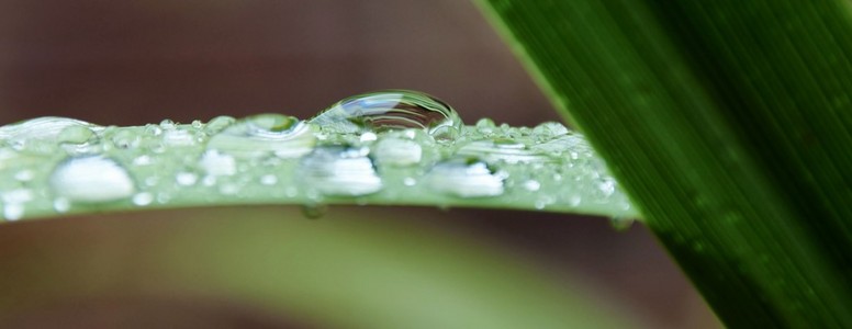 雨滴在草地上