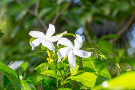 美丽的粉红色杜鹃花鲜花