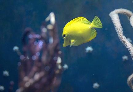 鱼游在水中的水族馆