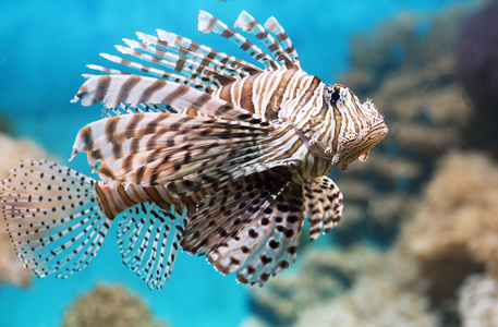 在水族馆里，具翅的斑马鱼游