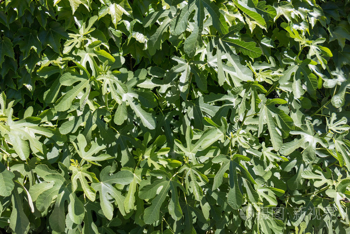 绿色无花果树的叶子, 自然环境