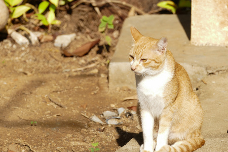 黄色的猫与黄色的眼睛