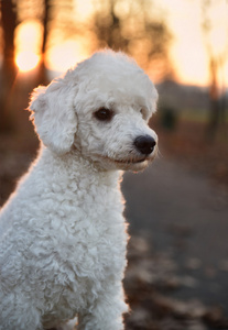 白色的贵宾犬肖像