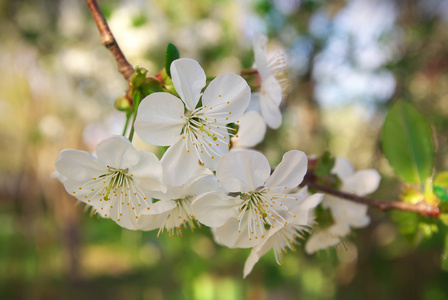 樱花。春花