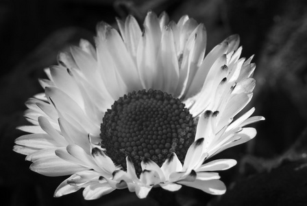 黑色和白色普通雏菊
