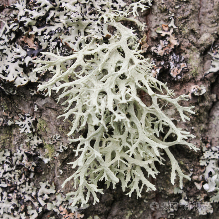 树皮上的一簇地衣