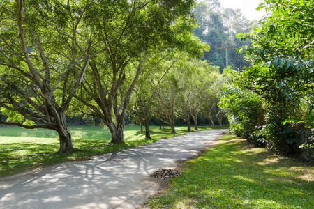 路边风景树图片大全图片