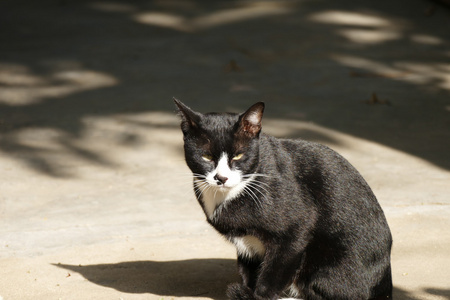 黑猫与黄色眼睛