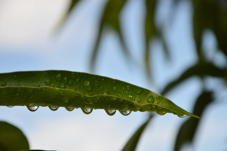 芒果叶下的水滴