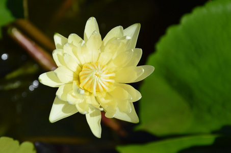 池子上的黄莲花