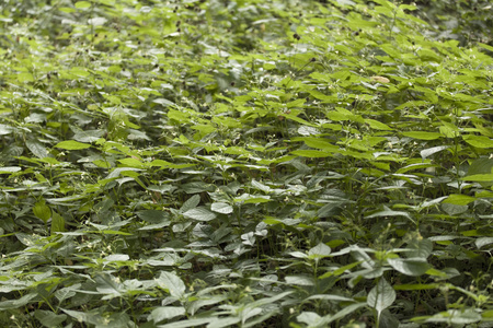 布什, 植物, 自然