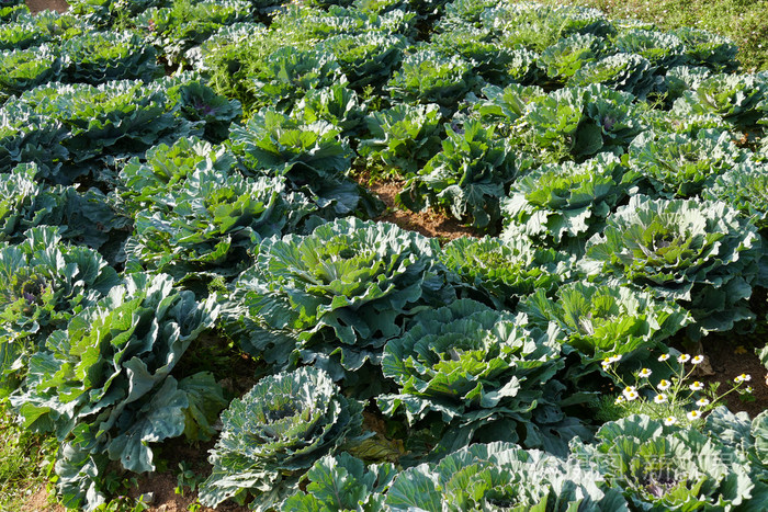 菜农场里的卷心菜