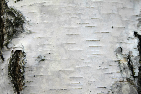 纸桦树桦树皮纹理特写镜头, 天然背景纸照片