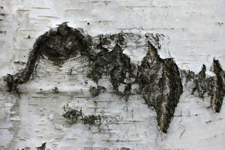 桦树皮纹理特写镜头, 天然背景纸照片