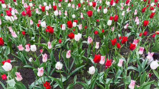 五颜六色的郁金香花四季花园