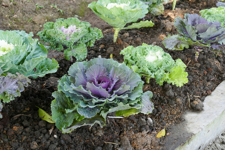 菜农场里的卷心菜