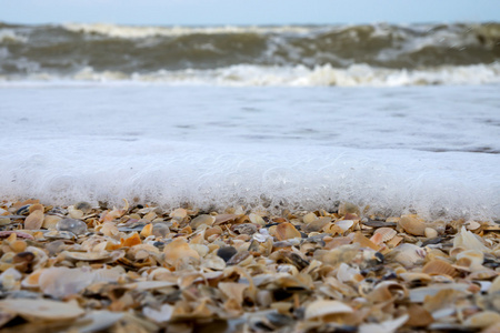 海滩上的贝壳海和贝壳