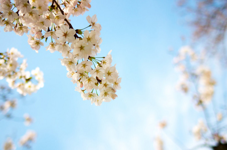 日本樱花, 樱花