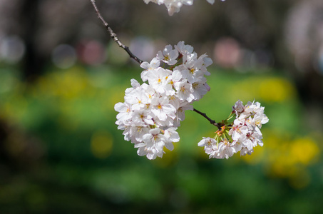 日本樱花, 樱花