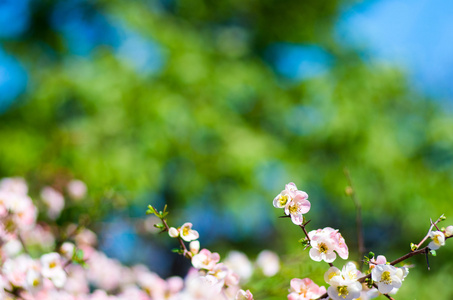 日本樱花, 樱花