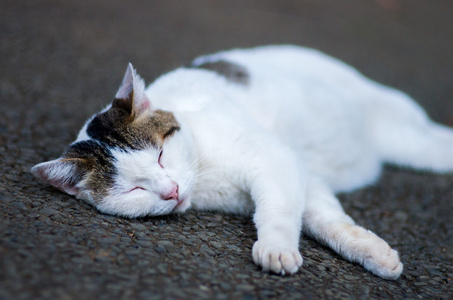 猫城的动物