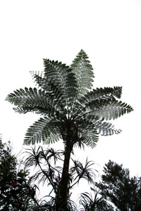 cyathea medullaris 的剪影黑树蕨类植物