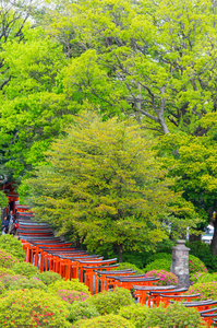 日本东京新津神社的杜鹃