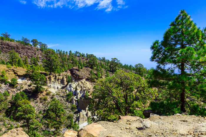 mounains在特内里费岛上的森林