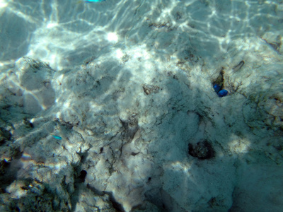 莫雷亚法属波利尼西亚泻湖沙堤上的海洋生物。