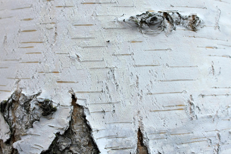 桦树皮纹理特写镜头, 天然背景纸照片