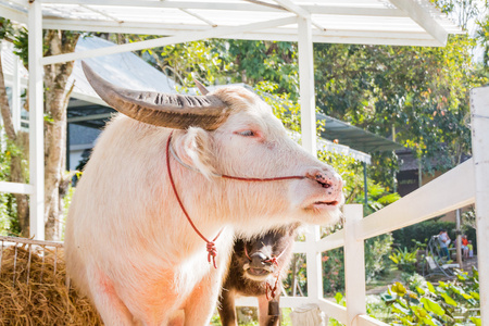 泰国白化水牛特写粉红色水牛照片