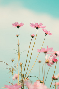 在花园里盛开的波斯菊花海